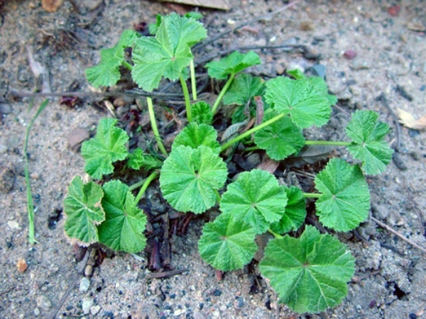 Comon-mallow-plant_resize